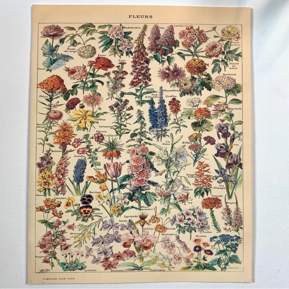 Vintage Scientific "Fleurs" (Flowers) French Floral Print 8x10 1/5